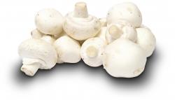 Weiße Champignons mittel