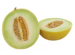 Galia Melone