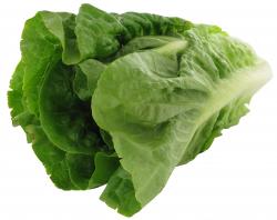 Bio Salatherzen Mini Romana