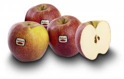 Apfel Wellant