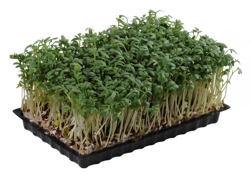Bio Kresse