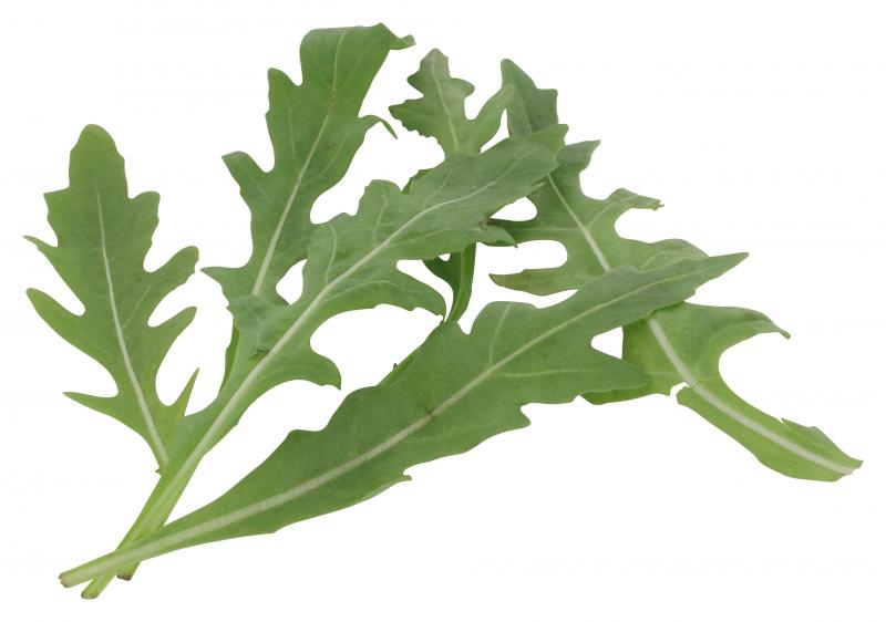 Bio Rucola Salat