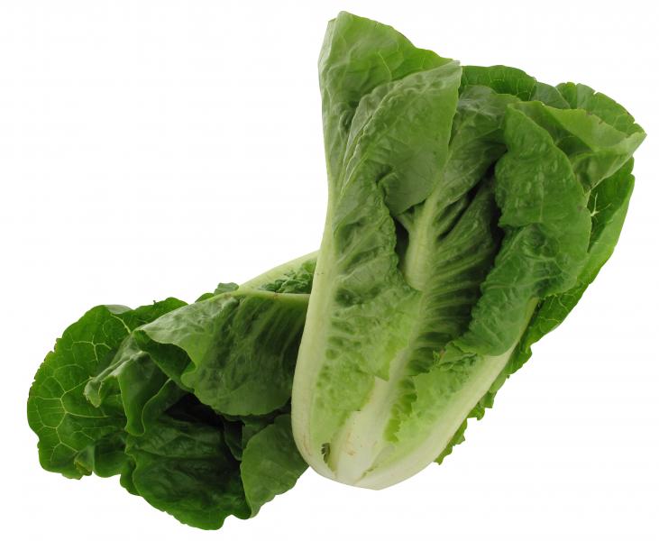 Bio Salatherzen Mini Romana