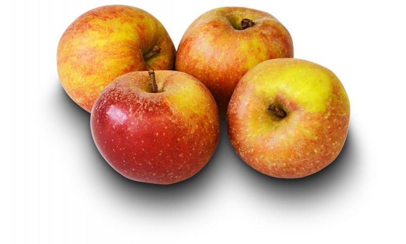 Deutscher Bratapfel Sorte: Roter Boskoop